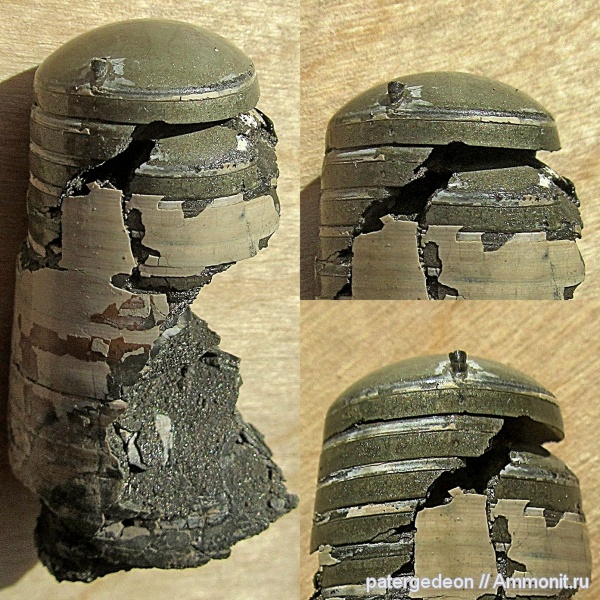 белемниты, келловей, фрагмоконы, Callovian, belemnites