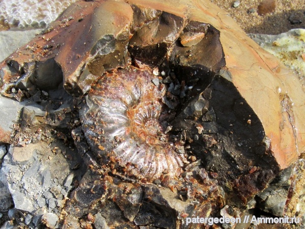 аммониты, мел, Deshayesites, апт, Deshayesites deshayesi, Ammonites, Deshayesitidae, Aptian