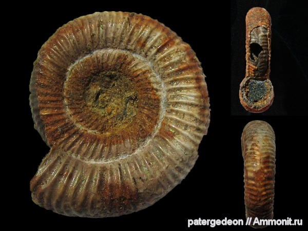 Binatisphinctes, келловей, Binatisphinctes mosquensis, Змеинка