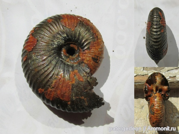 Funiferites, келловей, Змеинка, Funiferites compressum