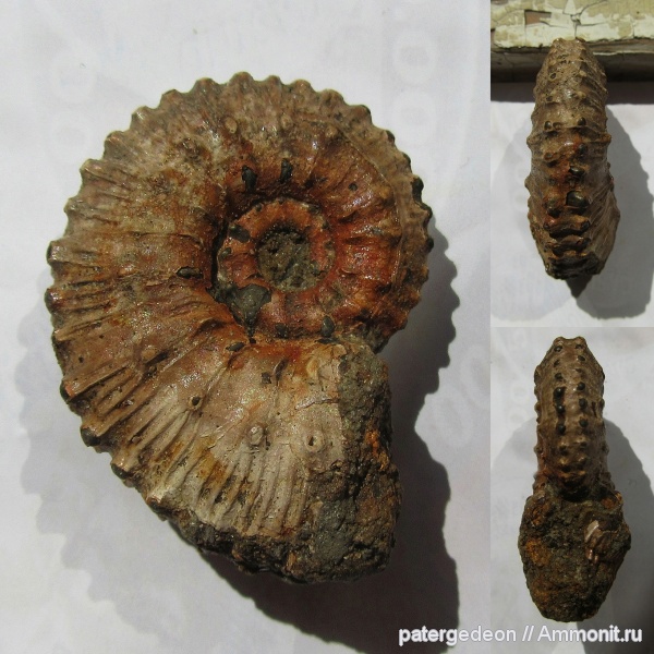 юра, Kosmoceras, келловей, Змеинка, Kosmoceras transitiones
