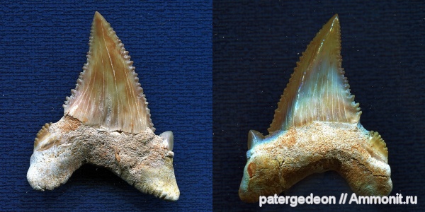 эоцен, Марокко, зубы акул, Palaeocarcharodon