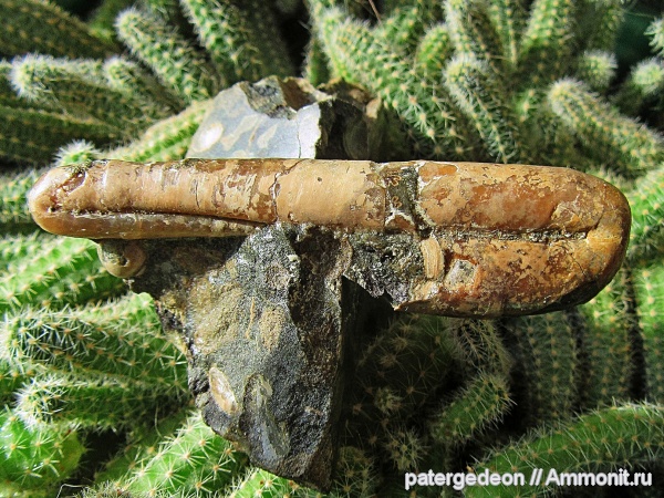 аммониты, Россия, Ptychoceras, Краснодарский край, р. Курджипс