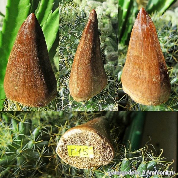 рептилии, мел, мозазавры, Марокко, маастрихт, зубы рептилий, Mosasaurus, Prognathodon