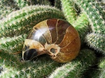 Маленький наутилус Cymatoceras sakalavus
