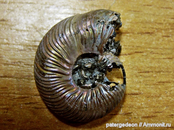 Quenstedtoceras, верхний келловей, сифон, Ammonites, Callovian, Middle Jurassic