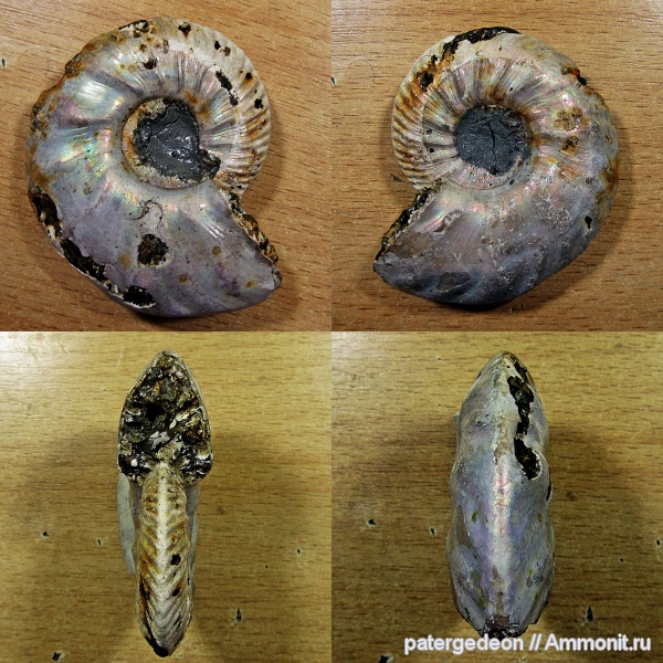 верхний келловей, Ammonites, Quenstedtoceras flexicostatum, Callovian, Middle Jurassic