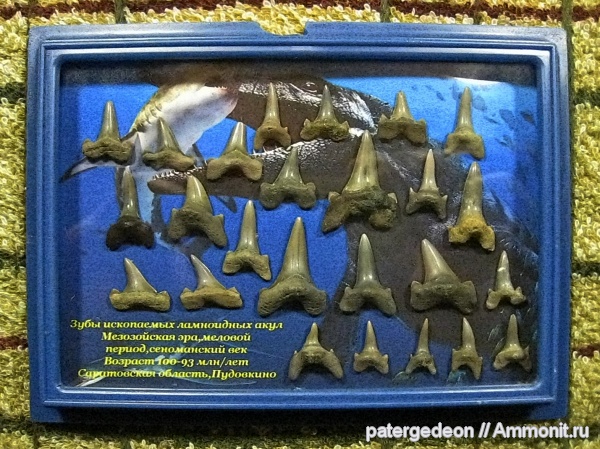 верхний мел, сеноман, зубы акул, Пудовкино, shark teeth