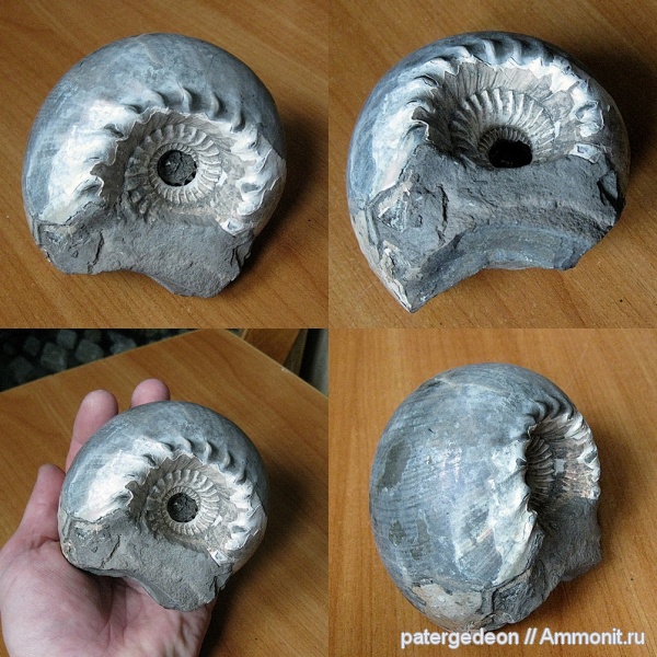 аммониты, юра, Cadoceras, Paracadoceras elatmae