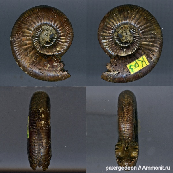 аммониты, Indosphinctes mutatus, Indosphinctes, Perisphinctidae, Ammonites, Овраг Крутец