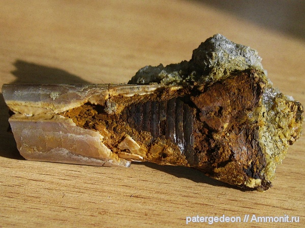 белемниты, келловей, фрагмоконы, Callovian, Middle Jurassic, belemnites, phragmocones