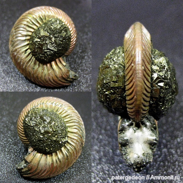 Quenstedtoceras, пирит, пиритизация