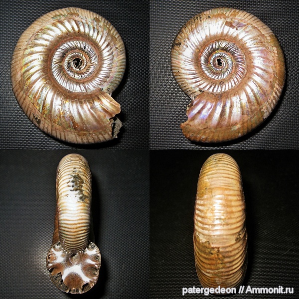 келловей, Дубки, Alligaticeras