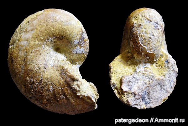 нижний баррем, Phyllopachyceras, Phyllopachyceras cataschiense