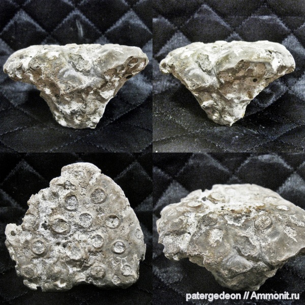 губки, Саратовская область, сантон, Tremabolites, Александровка