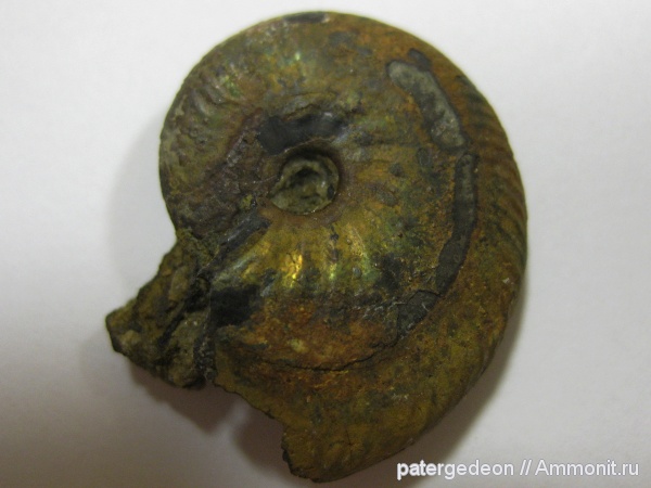 Дубки, Саратовская область, Richeiceras