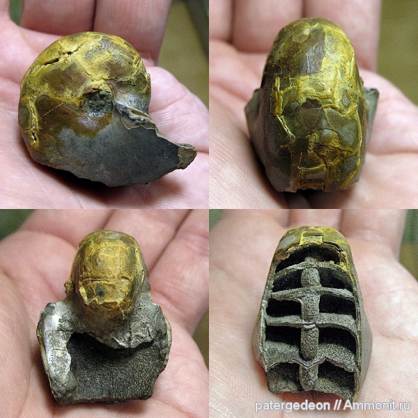 наутилусы, Дубки, Nautilida, Nautilidae