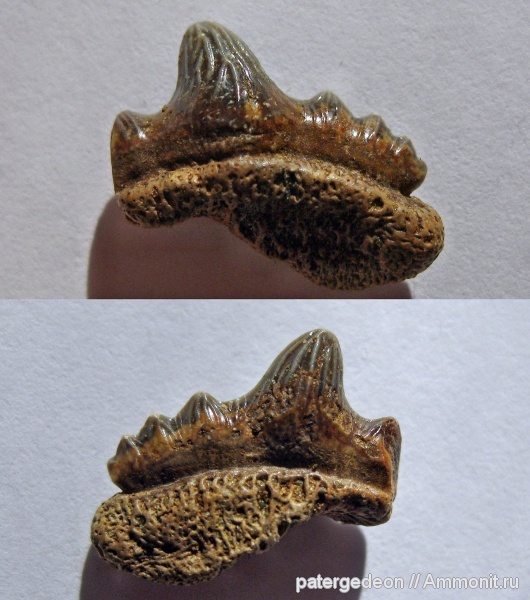 сеноман, Polyacrodus, Пудовкино, sharks