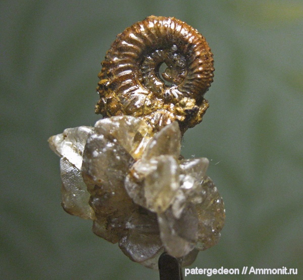 Kosmoceras, Ammonites, Kosmoceras spinosum