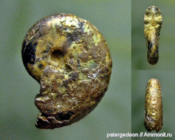 Дубки, Саратовская область, Richeiceras