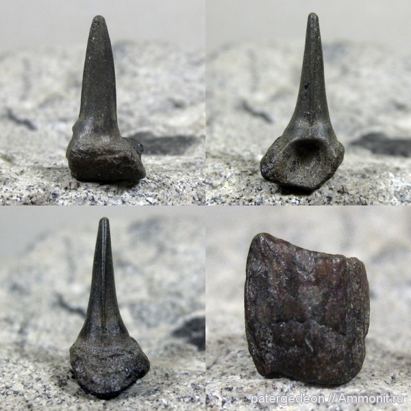 сеноман, Саратовская область, Пудовкино, Enchodus