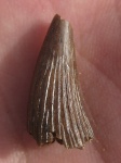 Осенний Polyptychodon