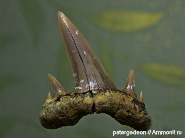 кампан, Scapanorhynchus, Карякино, Scapanorhinchus perssoni