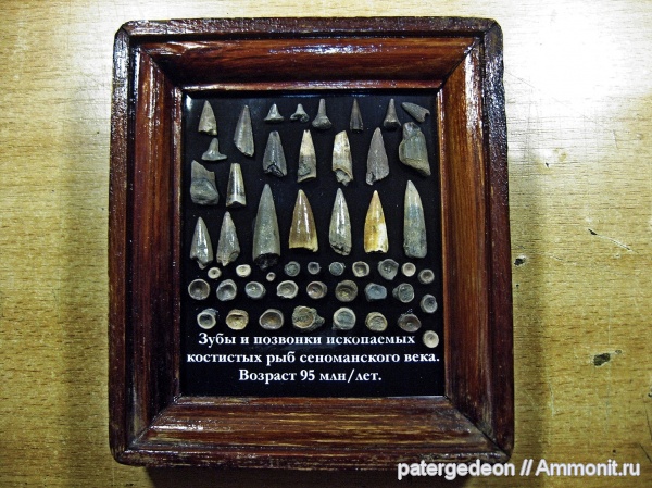 сеноман, Саратовская область