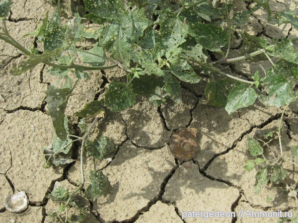 Indosphinctes mutatus, Зоринка