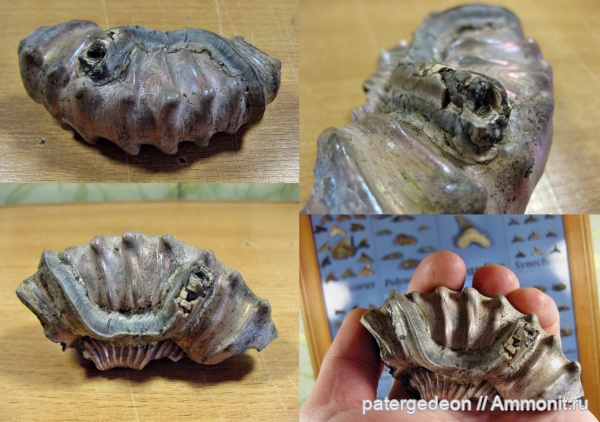 серпулы, черви, Serpula, Дубки, Serpulidae, Propomatoceros, Propomatoceros lumbricalis