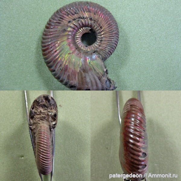 келловей, Саратовская область, forma circumdata