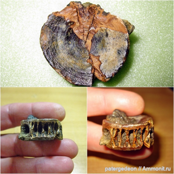 сеноман, Заплатиновка, позвонки акул, верхний сеноман