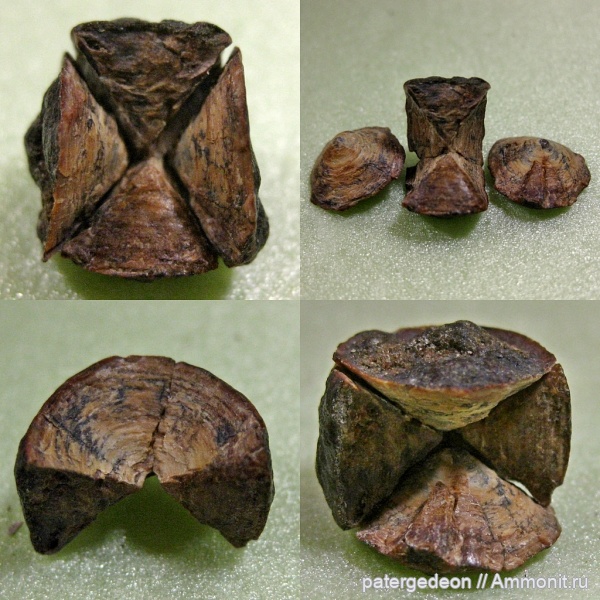 сеноман, позвонки, верхний сеноман, Карамышка