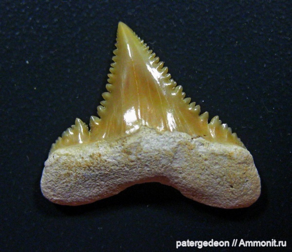 Марокко, Palaeocarcharodon