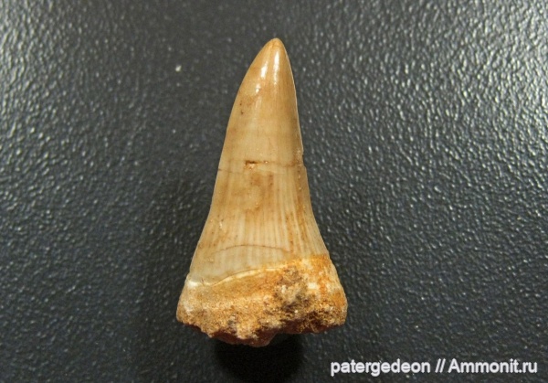 Марокко, Platecarpus