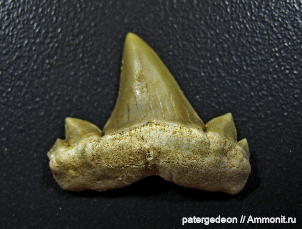 Марокко, Cretalamna, Cretolamna maroccana