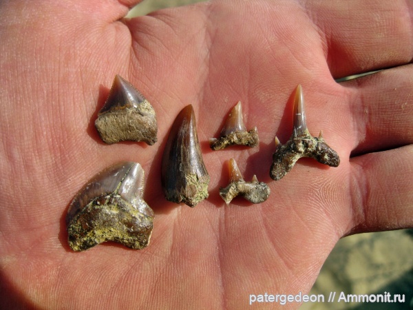 кампан, Карякино