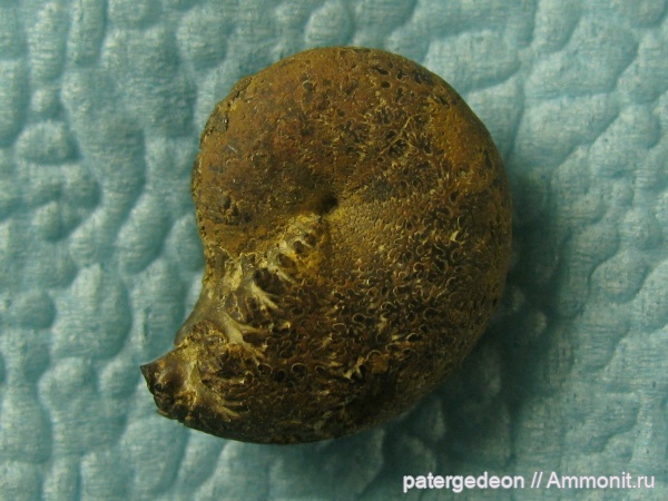 Phylloceratidae, Высокое