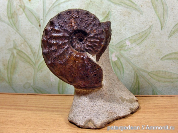 Казахстан, Schloenbachia