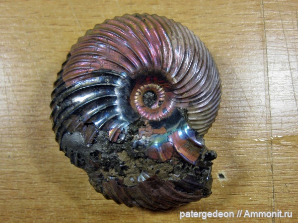 аммониты, Cadoceratinae, Longoceras, Cardioceratidae, Ammonites, Longaeviceras