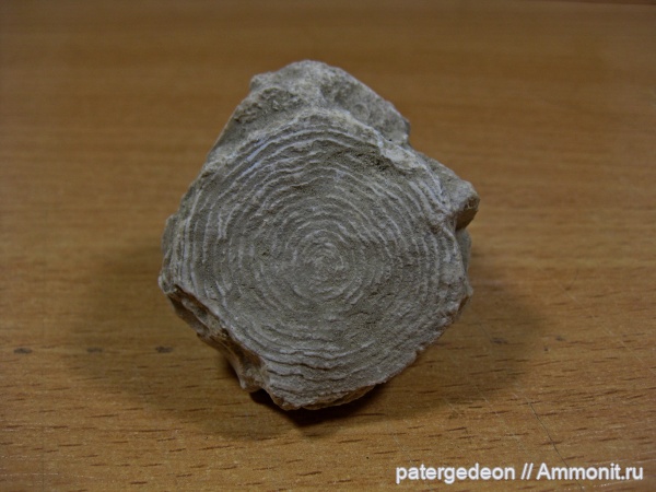 Крым, Nummulites, Nummulites distans