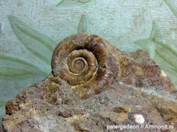 Верхоречье, Lytoceras