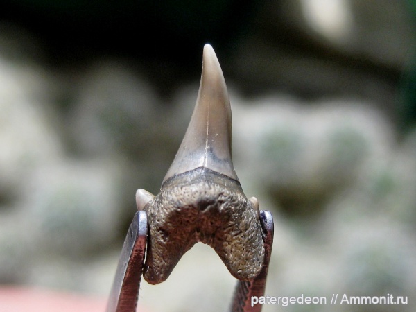 сеноман, Пудовкино