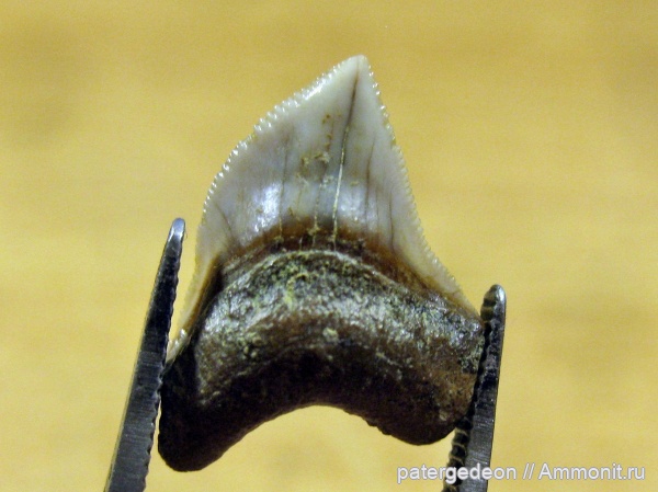 Саратовская область, кампан, Squalicorax kaupi