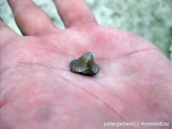 Пудовкино, Ptychodus mammilaris