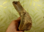 Седалищная кость плезиозаврида