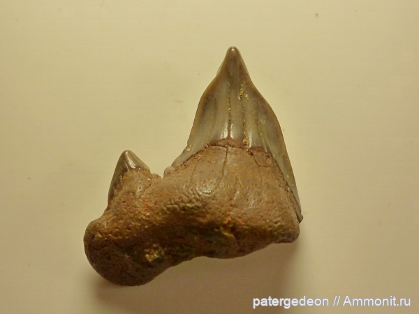 Пудовкино, Dwardius