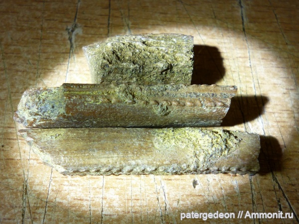 Пудовкино, ихтиодорулиты