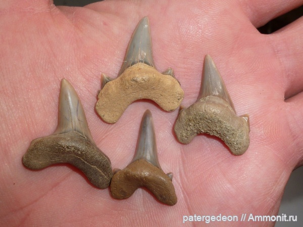 Cretoxyrhina, Cretalamna appendiculata, Пудовкино, Dwardius