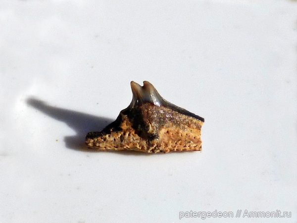 Cederstroemia, Пудовкино